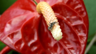 No Copyright Video, No Copyright Stock Footage, No Copyright Stock Video Clip