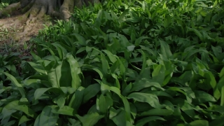 No Copyright Video, No Copyright Stock Footage, No Copyright Stock Video Clip