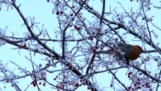 No Copyright Video, No Copyright Stock Footage, No Copyright Stock Video Clip