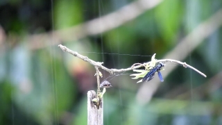 No Copyright Video, No Copyright Stock Footage, No Copyright Stock Video Clip