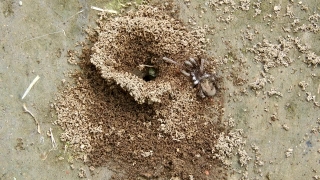 No Copyright Video, No Copyright Stock Footage, No Copyright Stock Video Clip