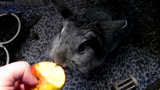 No Copyright Video, No Copyright Stock Footage, No Copyright Stock Video Clip