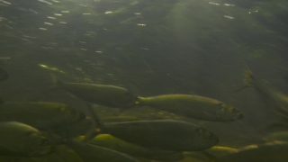 No Copyright Video, No Copyright Stock Footage, No Copyright Stock Video Clip