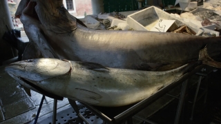 No Copyright Video, No Copyright Stock Footage, No Copyright Stock Video Clip