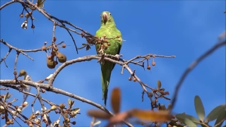 No Copyright Video, No Copyright Stock Footage, No Copyright Stock Video Clip