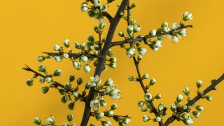 No Copyright Video, No Copyright Stock Footage, No Copyright Stock Video Clip