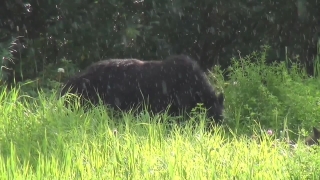 No Copyright Video, No Copyright Stock Footage, No Copyright Stock Video Clip