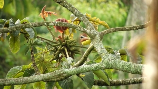 No Copyright Video, No Copyright Stock Footage, No Copyright Stock Video Clip