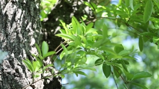 No Copyright Video, No Copyright Stock Footage, No Copyright Stock Video Clip