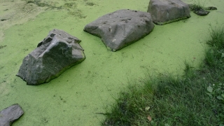 No Copyright Video, No Copyright Stock Footage, No Copyright Stock Video Clip