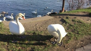 No Copyright Video, No Copyright Stock Footage, No Copyright Stock Video Clip