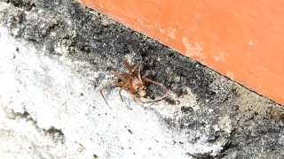 No Copyright Video, No Copyright Stock Footage, No Copyright Stock Video Clip