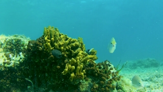 No Copyright Video, No Copyright Stock Footage, No Copyright Stock Video Clip