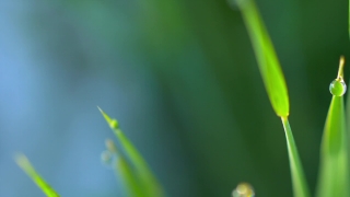 No Copyright Video, No Copyright Stock Footage, No Copyright Stock Video Clip