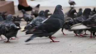 No Copyright Video, No Copyright Stock Footage, No Copyright Stock Video Clip