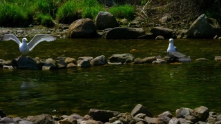 No Copyright Video, No Copyright Stock Footage, No Copyright Stock Video Clip