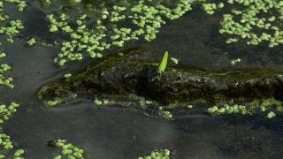 No Copyright Video, No Copyright Stock Footage, No Copyright Stock Video Clip