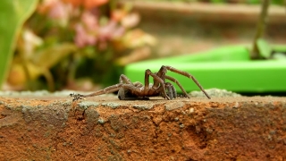 No Copyright Video, No Copyright Stock Footage, No Copyright Stock Video Clip