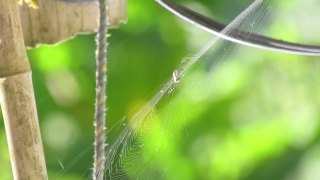 No Copyright Video, No Copyright Stock Footage, No Copyright Stock Video Clip