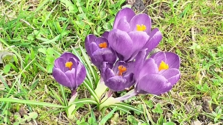 No Copyright Video, No Copyright Stock Footage, No Copyright Stock Video Clip