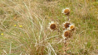 No Copyright Video, No Copyright Stock Footage, No Copyright Stock Video Clip