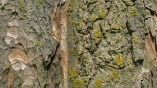 No Copyright Video, No Copyright Stock Footage, No Copyright Stock Video Clip