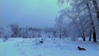 No Copyright Video, No Copyright Stock Footage, No Copyright Stock Video Clip