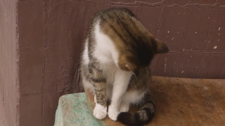 No Copyright Video, No Copyright Stock Footage, No Copyright Stock Video Clip