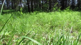 No Copyright Video, No Copyright Stock Footage, No Copyright Stock Video Clip