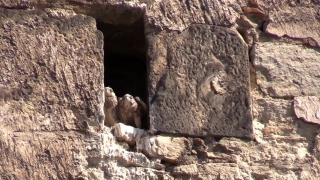 No Copyright Video, No Copyright Stock Footage, No Copyright Stock Video Clip