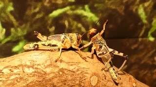 No Copyright Video, No Copyright Stock Footage, No Copyright Stock Video Clip