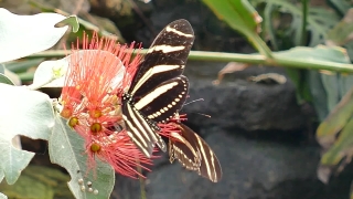 No Copyright Video, No Copyright Stock Footage, No Copyright Stock Video Clip