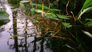 No Copyright Video, No Copyright Stock Footage, No Copyright Stock Video Clip