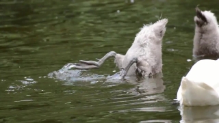 No Copyright Video, No Copyright Stock Footage, No Copyright Stock Video Clip