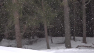 No Copyright Video, No Copyright Stock Footage, No Copyright Stock Video Clip