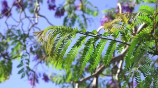 No Copyright Video, No Copyright Stock Footage, No Copyright Stock Video Clip