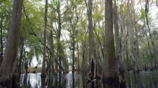 No Copyright Video, No Copyright Stock Footage, No Copyright Stock Video Clip