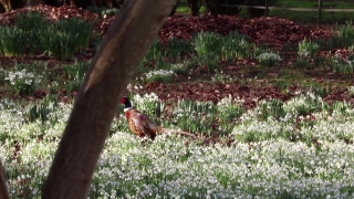 No Copyright Video, No Copyright Stock Footage, No Copyright Stock Video Clip