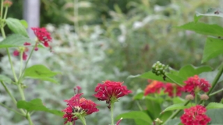 No Copyright Video, No Copyright Stock Footage, No Copyright Stock Video Clip