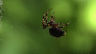 No Copyright Video, No Copyright Stock Footage, No Copyright Stock Video Clip