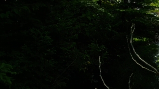 No Copyright Video, No Copyright Stock Footage, No Copyright Stock Video Clip