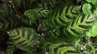 No Copyright Video, No Copyright Stock Footage, No Copyright Stock Video Clip