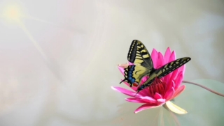 No Copyright Video, No Copyright Stock Footage, No Copyright Stock Video Clip