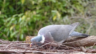 No Copyright Video, No Copyright Stock Footage, No Copyright Stock Video Clip