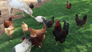 No Copyright Video, No Copyright Stock Footage, No Copyright Stock Video Clip