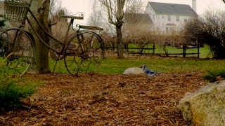 No Copyright Video, No Copyright Stock Footage, No Copyright Stock Video Clip