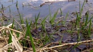 No Copyright Video, No Copyright Stock Footage, No Copyright Stock Video Clip