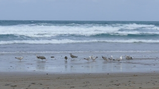 No Copyright Video, No Copyright Stock Footage, No Copyright Stock Video Clip