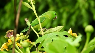 No Copyright Video, No Copyright Stock Footage, No Copyright Stock Video Clip