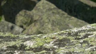 No Copyright Video, No Copyright Stock Footage, No Copyright Stock Video Clip